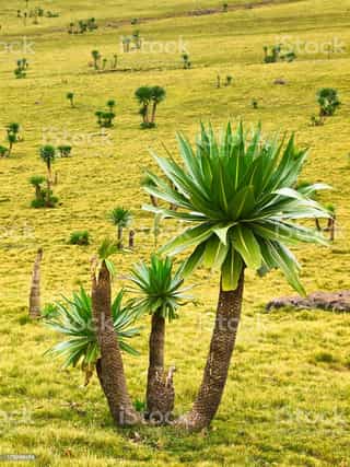 Nine Day Bale Mountains Trekking Tour - Photo 5