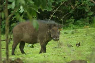Eight Day Mammal Watching Tour - Photo 5