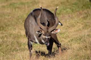 Three Day Wildlife Safari to Bale Mountains National Park - Photo 2