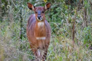 Three Day Wildlife Safari to Bale Mountains National Park - Photo 3