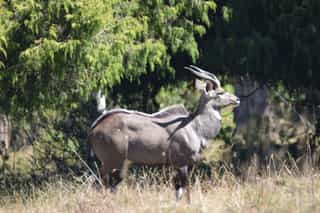 Three Day Wildlife Safari to Bale Mountains National Park - Photo 4