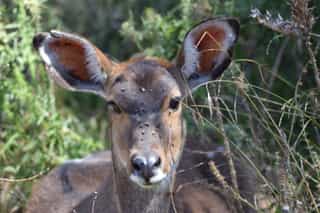 Three Day Wildlife Safari to Bale Mountains National Park - Photo 5