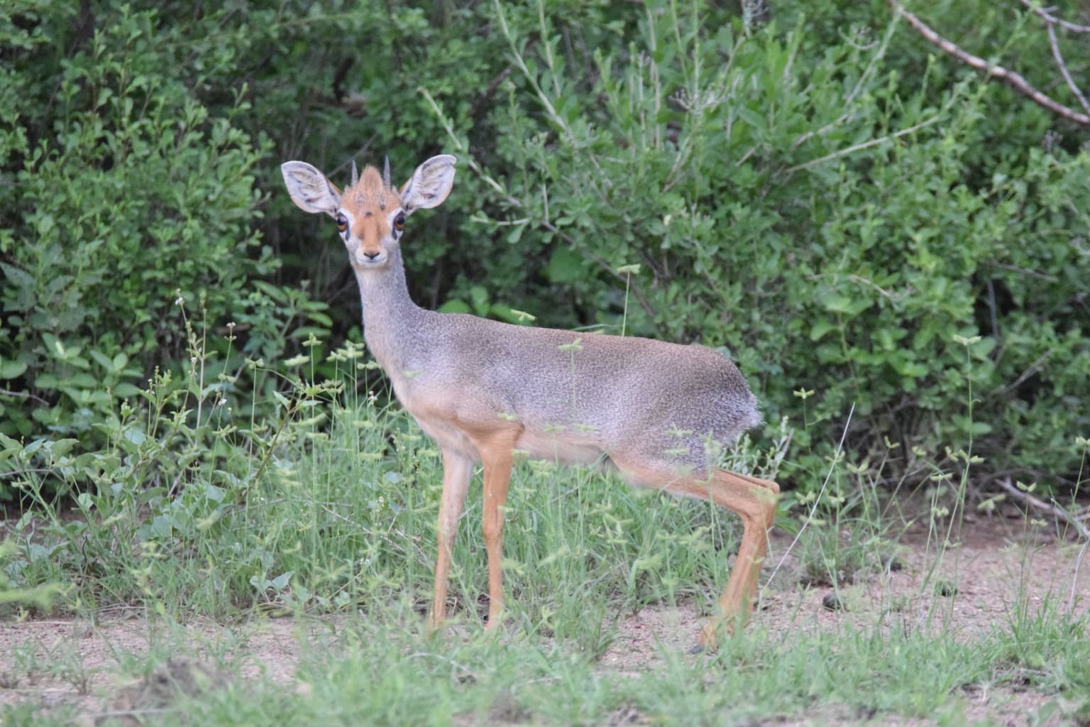 Three Day Wildlife Safari to Awash National Park