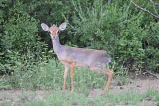 Three Day Wildlife Safari to Awash National Park - Photo 2