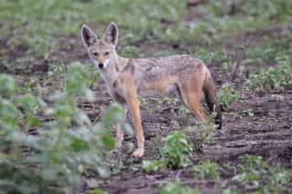 Three Day Wildlife Safari to Awash National Park - Photo 3