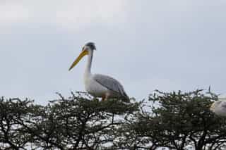 Three Day Wildlife Safari to Awash National Park - Photo 4
