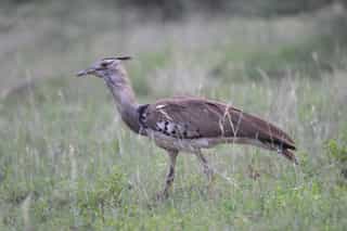 Three Day Wildlife Safari to Awash National Park - Photo 5