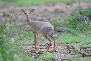Three Day Wildlife Safari to Awash National Park - Photo 5
