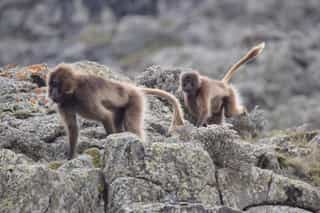 Three Day Guassa Community Wildlife Safari - Photo 2