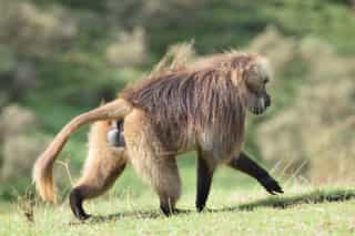 Three Day Guassa Community Wildlife Safari - Photo 3