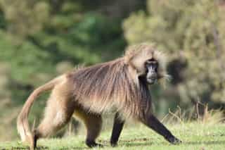 Three Day Guassa Community Wildlife Safari - Photo 4