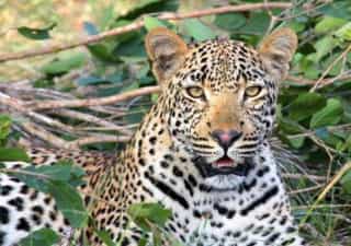 3-Day Amboseli National Park Budget Group Safari - Photo 3