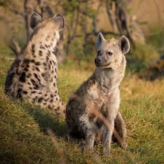 3-Day Amboseli National Park Budget Group Safari - Photo 4