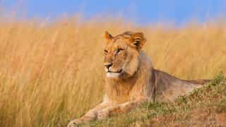 3-Day Budget Safari to Amboseli