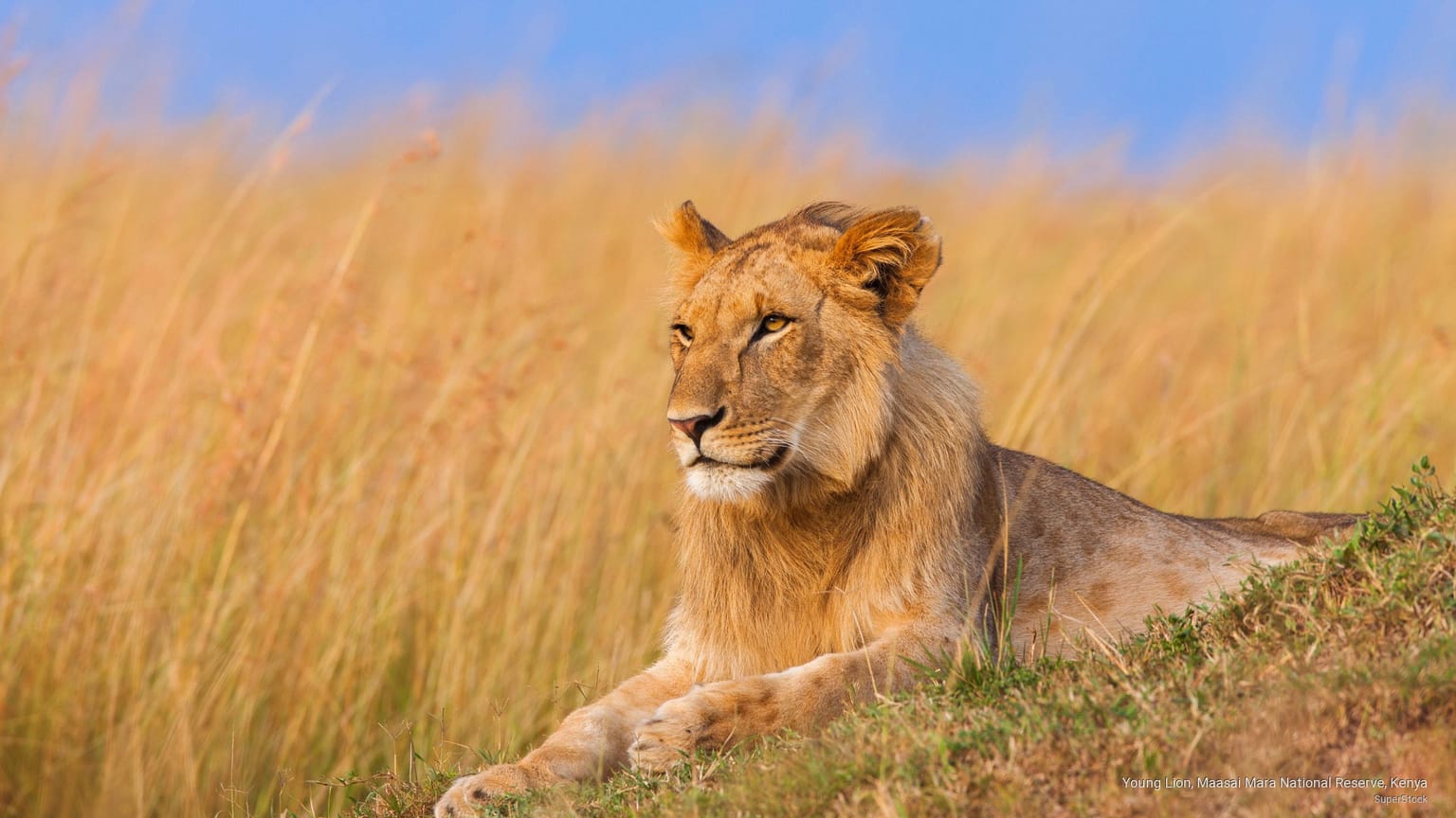 3-Day Budget Safari to Amboseli