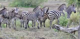 3-Day Budget Safari to Amboseli - Photo 3