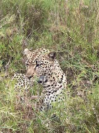 Tarangire, Ngorongoro and Serengeti. - Photo 2