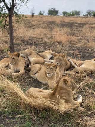 Tarangire, Ngorongoro and Serengeti. - Photo 4