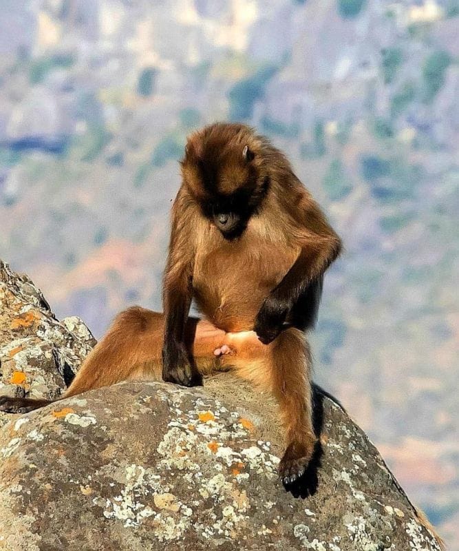 1-Day Debre Libanos Excursions and Portuguese Bridge