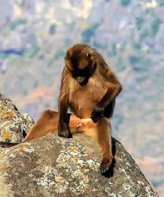1-Day Debre Libanos Excursions and Portuguese Bridge