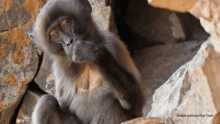 1-Day Debre Libanos Excursions and Portuguese Bridge - Photo 4