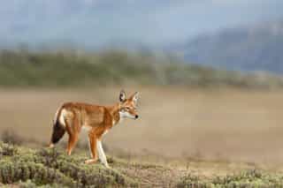 12-Day Southern Ethiopia & Bale Mountains Tour - Photo 2
