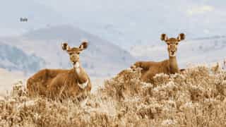 12-Day Southern Ethiopia & Bale Mountains Tour - Photo 3
