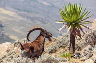 3-Day Simien Mountain Trekking Tour - Photo 2