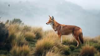 3-Day Bale Mountain Trekking Tour - Photo 2