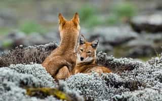 3-Day Bale Mountain Trekking Tour - Photo 4