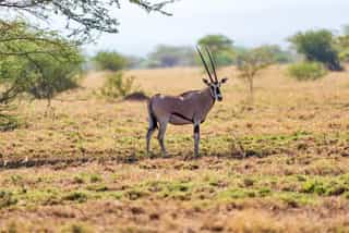2-Day Awash National Park Game Safari