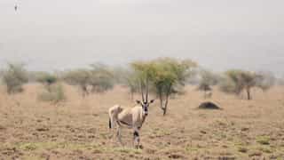 2-Day Awash National Park Game Safari - Photo 3