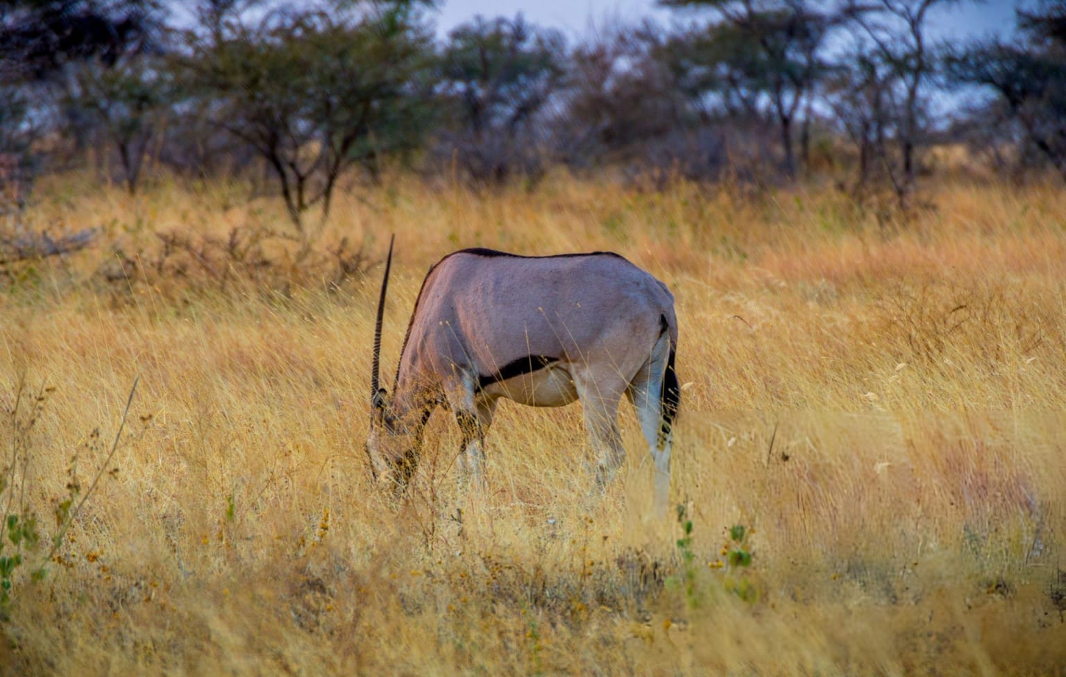 Awash National Park, Safari, Wildlife, Ethiopia