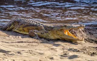 Awash National Park, Safari, Wildlife, Ethiopia - Photo 2