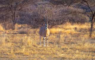 Awash National Park, Safari, Wildlife, Ethiopia - Photo 5
