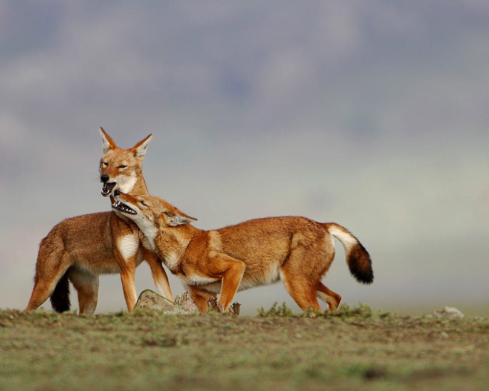 Ethiopia Wildlife Safari and Bale Mountains Adventure 5 Days