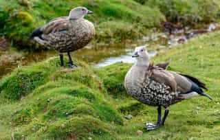 Ethiopia Wildlife Safari and Bale Mountains Adventure 5 Days - Photo 4