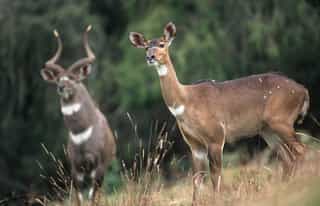Ethiopia Wildlife Safari and Bale Mountains Adventure 5 Days - Photo 5