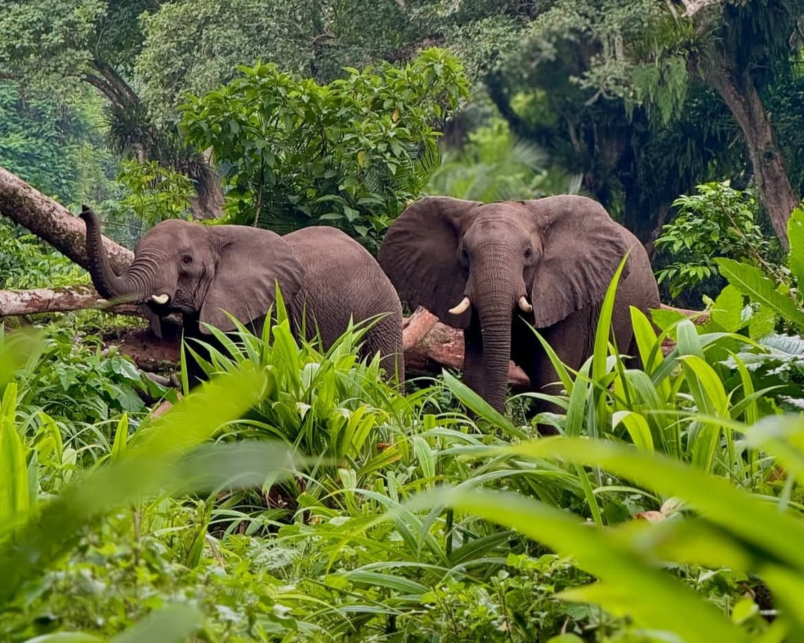 Ethiopia Wildlife Safari 4-Day Chebera Churchura Tour