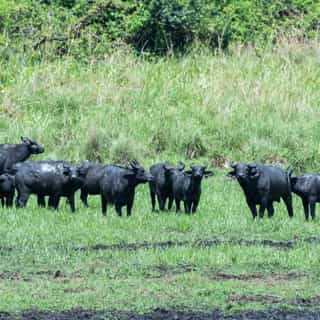 Ethiopia Wildlife Safari 4-Day Chebera Churchura Tour - Photo 2