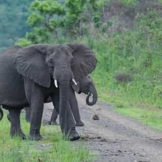 Ethiopia Wildlife Safari 4-Day Chebera Churchura Tour - Photo 3